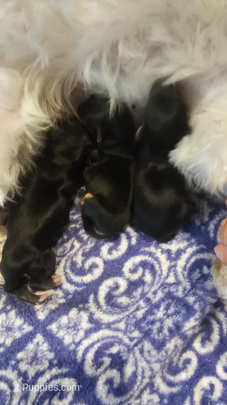 2, a female Morkie for sale in Lexington, SC – Photo 1 of 2