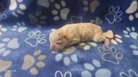Akc boy 4, a male French Bulldog for sale in Columbia, SC – 2 of 2