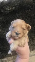 Cavapoo 2, a female Cavapoo for sale in Saint Helena Island, SC – 5 of 5