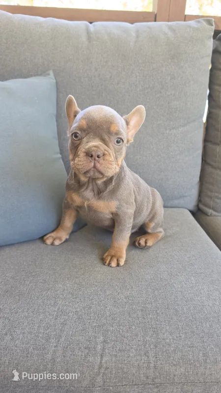 Little lucy – French Bulldog puppy for sale in Saint Helena Island, SC