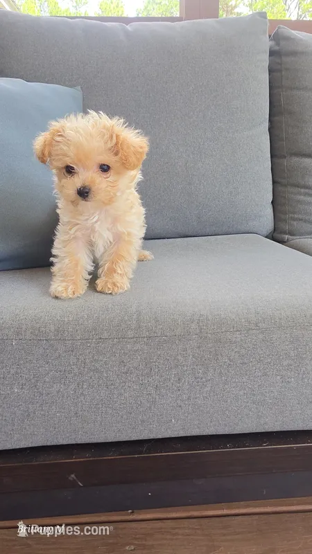 Little man – Yorkipoo puppy for sale in Saint Helena Island, SC