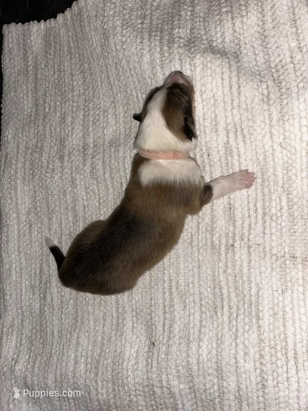 Autumn – Collie puppy for sale in Bergholz, OH