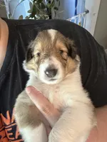 Annie, a female Collie for sale in Bergholz, OH – 2 of 3