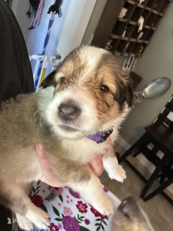 Autumn – Collie puppy for sale in Bergholz, OH