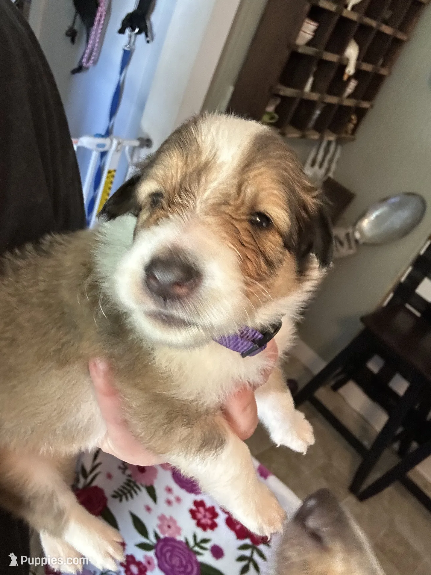 Autumn – Collie Puppy for Sale in Bergholz, OH | Puppies.com