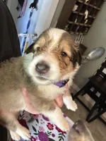 Autumn (SOLD), a female Collie for sale in Bergholz, OH – 1 of 3