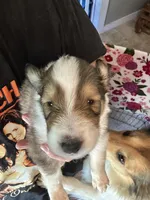 Ace (reserved for Jenny M.), a male Collie for sale in Bergholz, OH – 2 of 3