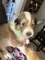 Ace (reserved for Jenny M.), a male Collie for sale in Bergholz, OH – 3 of 3