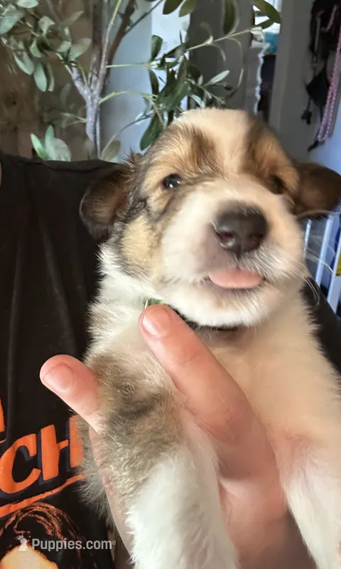 Ace – Collie puppy for sale in Bergholz, OH