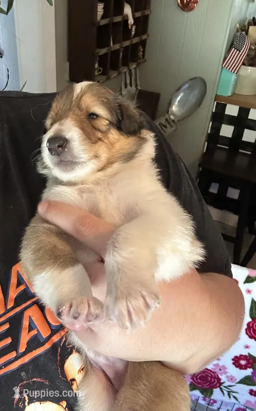 Annie – Collie puppy for sale in Bergholz, OH