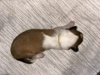 August, a male Collie for sale in Bergholz, OH – 2 of 4