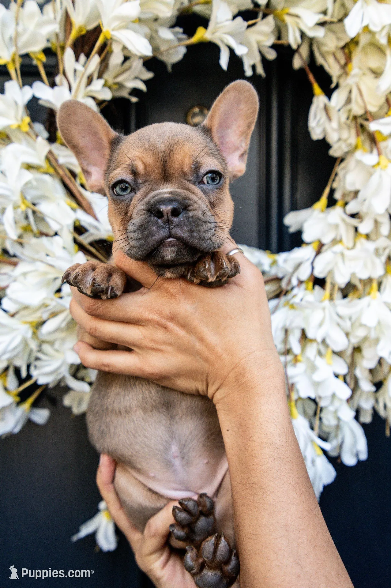 Blanche – French Bulldog puppy for sale in Fruitland, MD