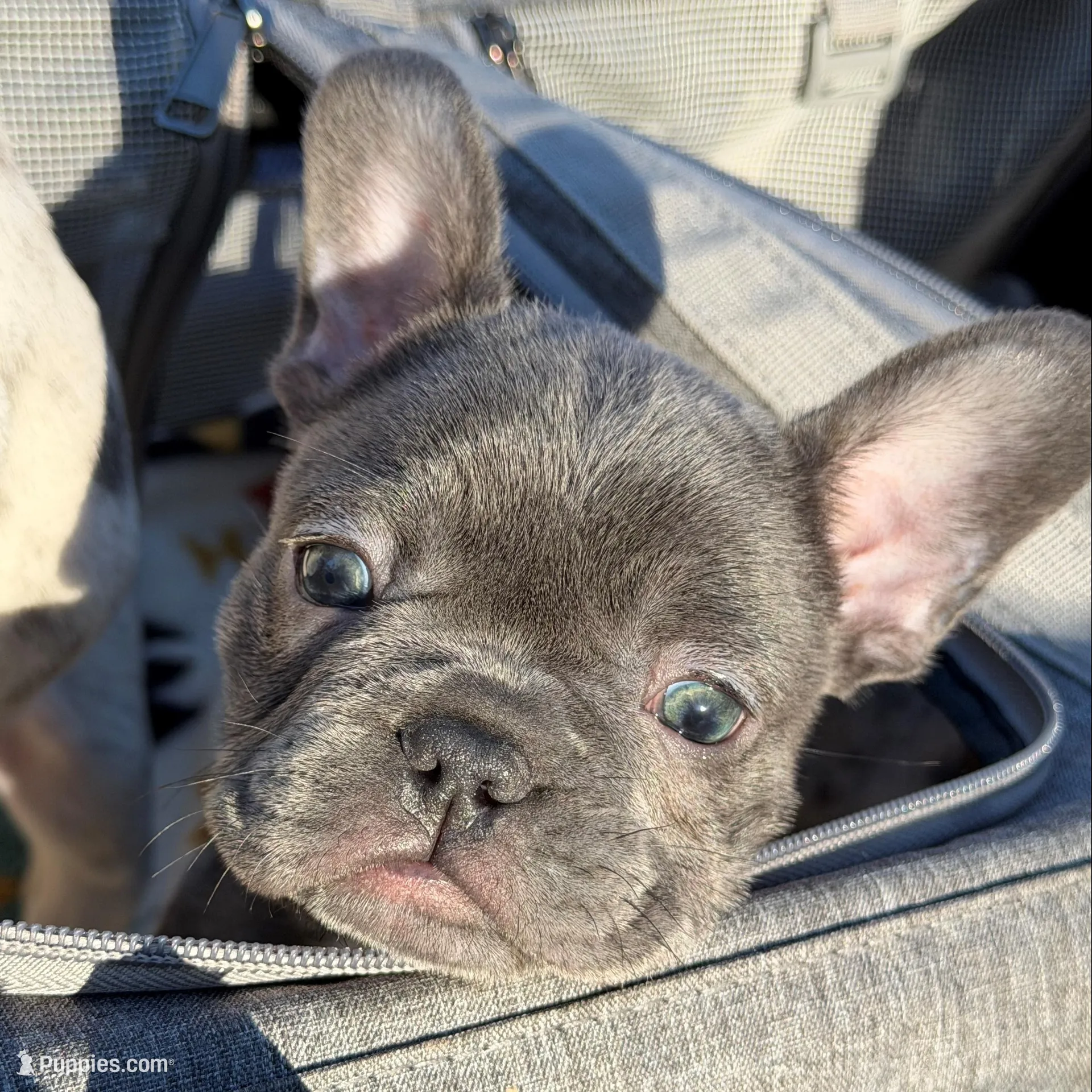 Sophia , a female French Bulldog for sale in Fruitland, MD – Photo 4 of 10