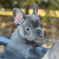 Sophia , a female French Bulldog for sale in Fruitland, MD – Photo 3 of 10