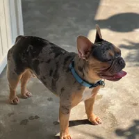 Sophia , a female French Bulldog for sale in Fruitland, MD – Photo 9 of 10