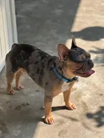 Sophia , a female French Bulldog for sale in Fruitland, MD – Photo 5 of 6