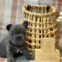 Sophia , a female French Bulldog for sale in Fruitland, MD – Photo 7 of 10