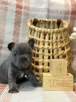 Sophia , a female French Bulldog for sale in Fruitland, MD – Photo 3 of 6