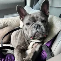 Sophia , a female French Bulldog for sale in Fruitland, MD – Photo 10 of 10