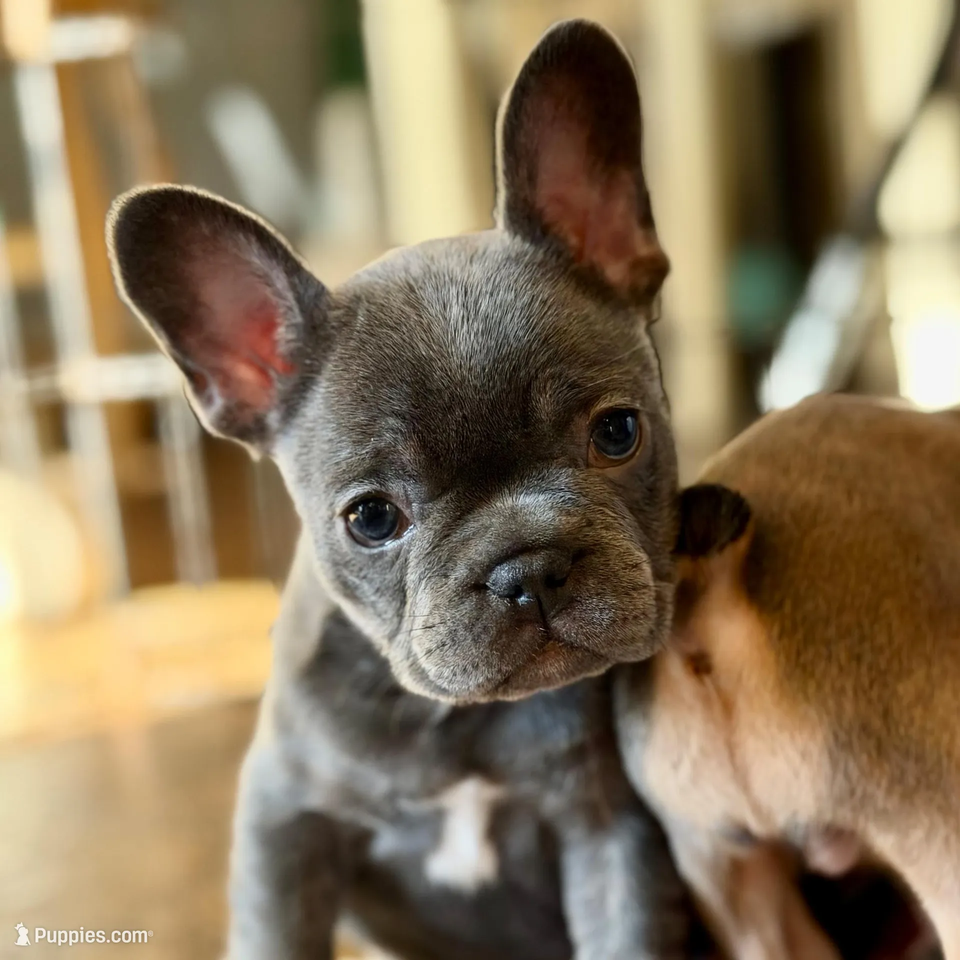 Sophia , a female French Bulldog for sale in Fruitland, MD – Photo 5 of 10