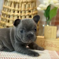 Sophia , a female French Bulldog for sale in Fruitland, MD – Photo 8 of 10