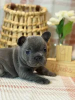 Sophia , a female French Bulldog for sale in Fruitland, MD – Photo 4 of 6