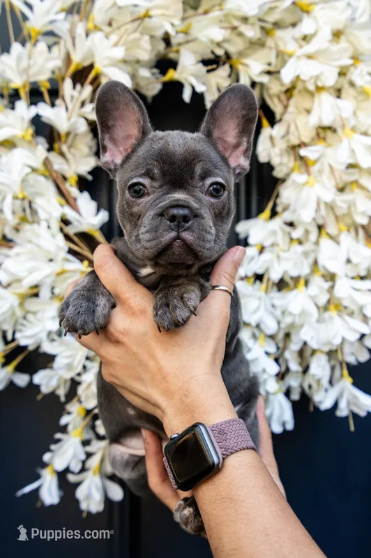 Sophia  – French Bulldog puppy for sale in Fruitland, MD