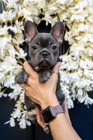 Sophia , a female French Bulldog for sale in Fruitland, MD – Photo 1 of 10