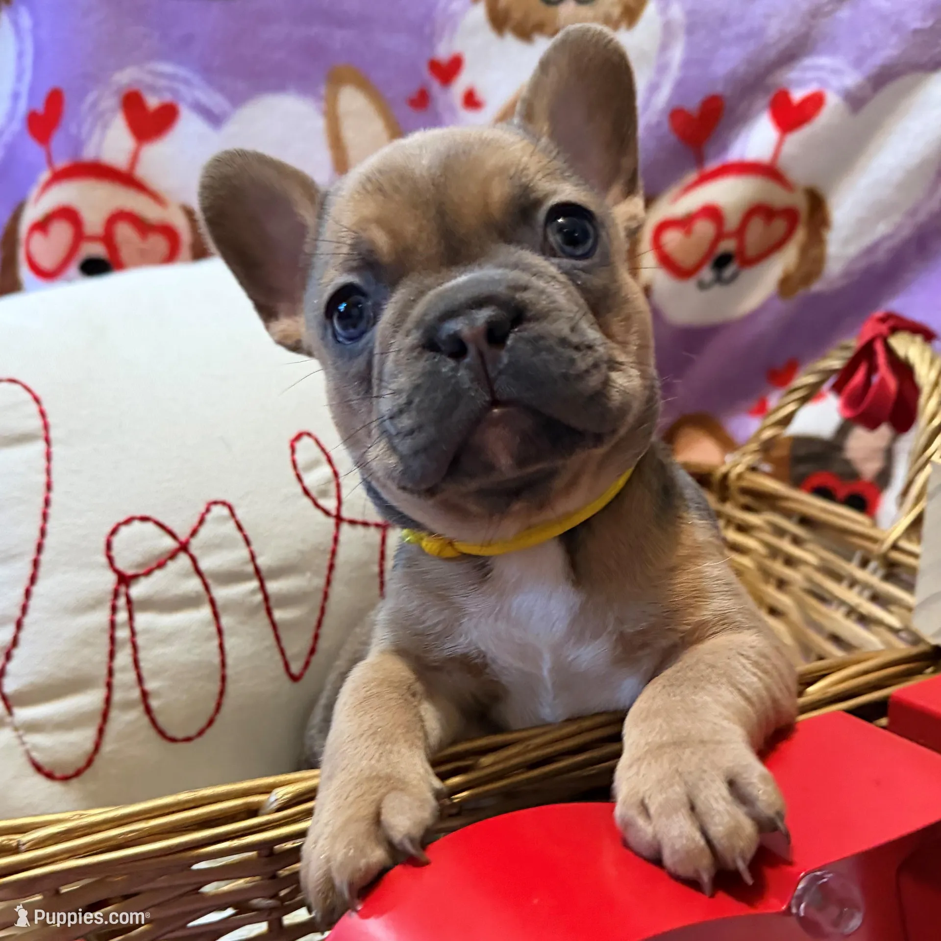 Blanche, a female French Bulldog for sale in Fruitland, MD – Photo 2 of 6