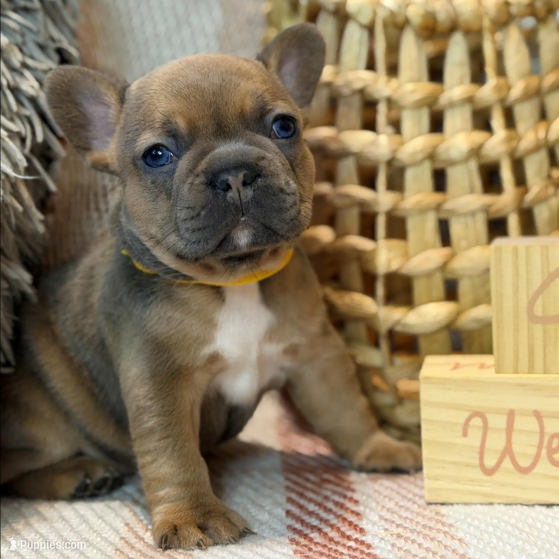 Blanche, a female French Bulldog for sale in Fruitland, MD – Photo 3 of 6