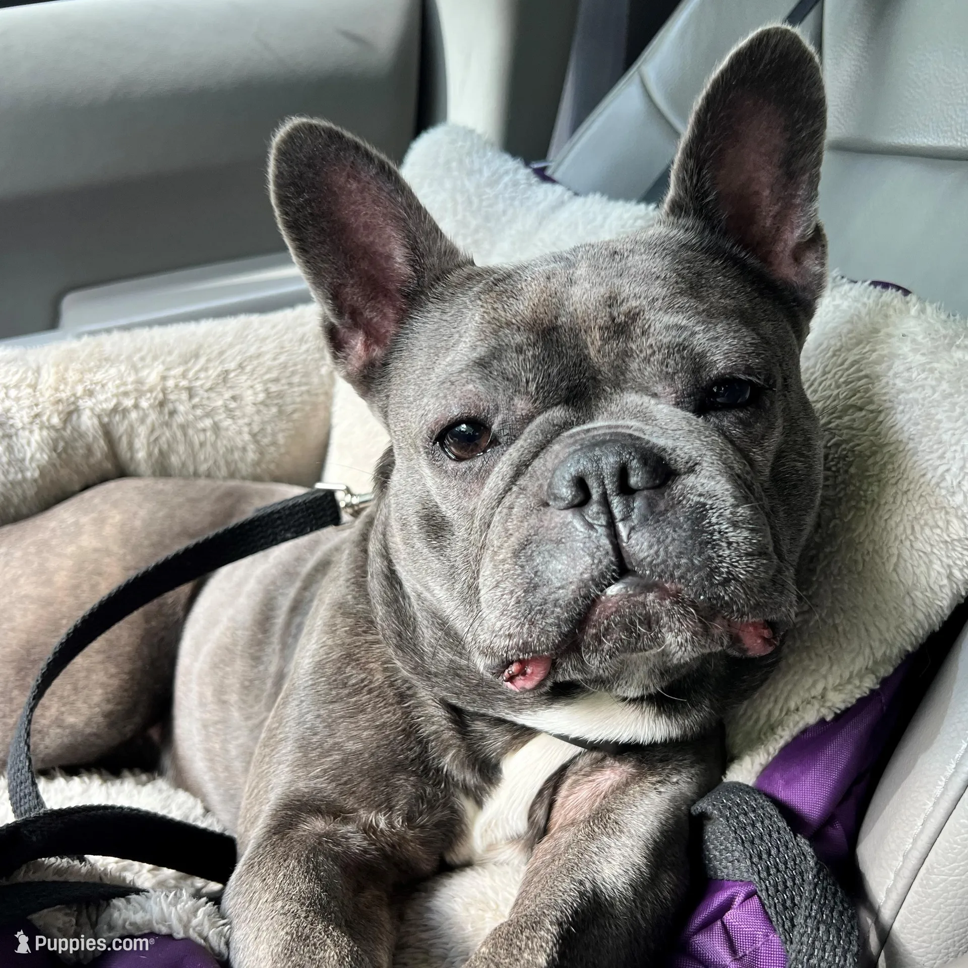 Blanche, a female French Bulldog for sale in Fruitland, MD – Photo 6 of 6