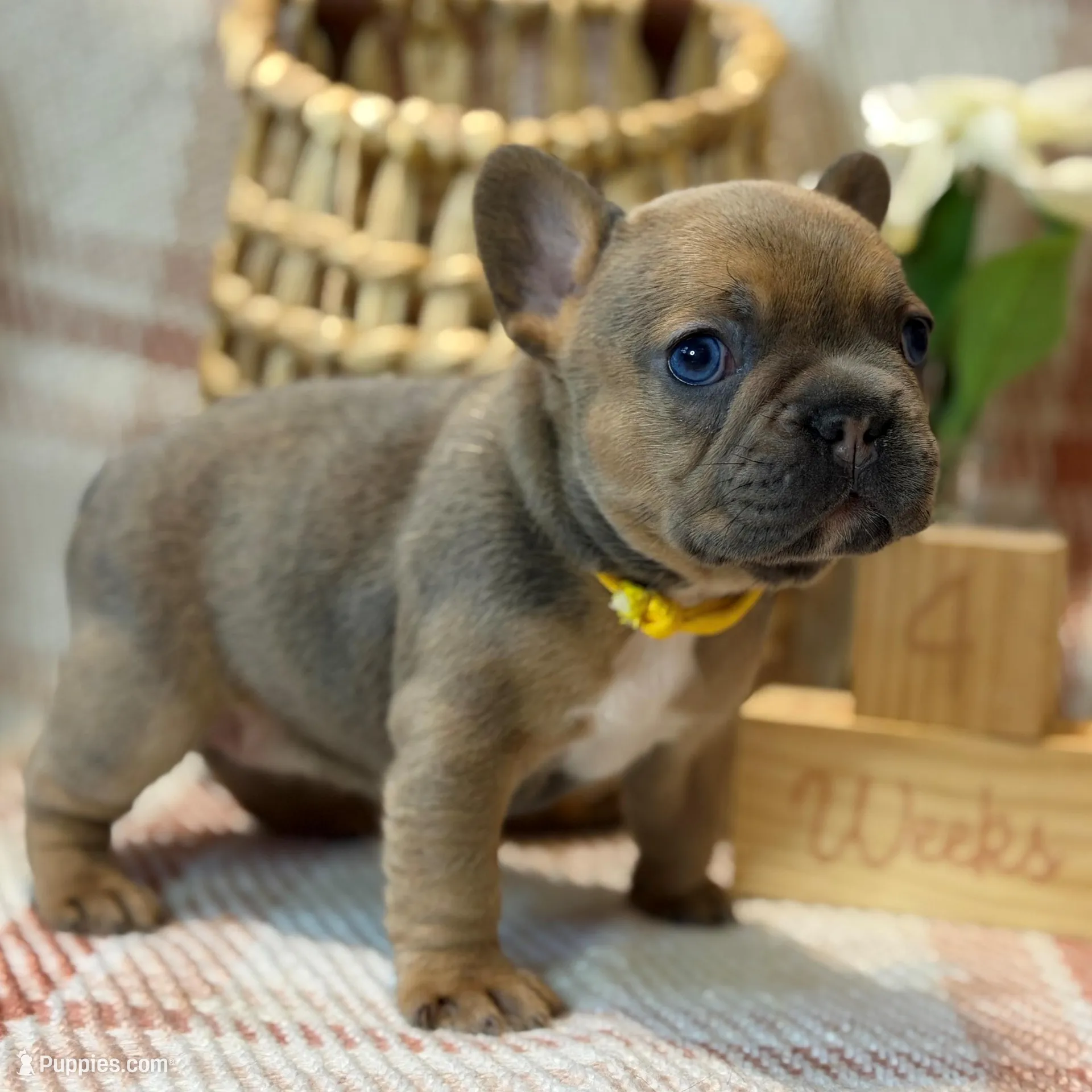 Blanche, a female French Bulldog for sale in Fruitland, MD – Photo 4 of 6