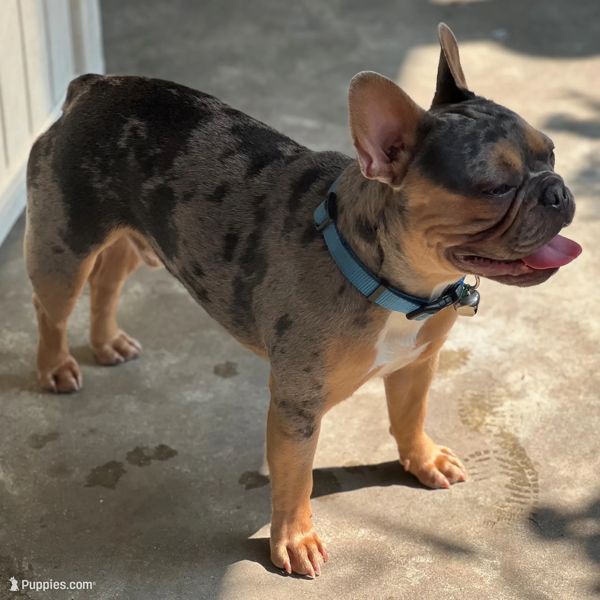 Blanche, a female French Bulldog for sale in Fruitland, MD – Photo 5 of 6