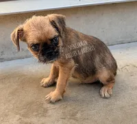Earl the Merle , a male Brussels Griffon for sale in Bourbon, IN – 7 of 9
