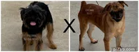 Green Collar , a male Brussels Griffon for sale in Bourbon, IN – 2 of 3