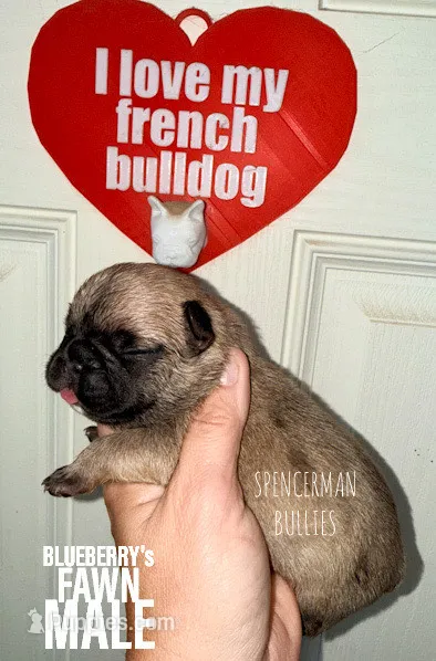 Fawn – French Bulldog puppy for sale in Bourbon, IN