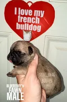 Fawn, a male French Bulldog for sale in Bourbon, IN – 1 of 4
