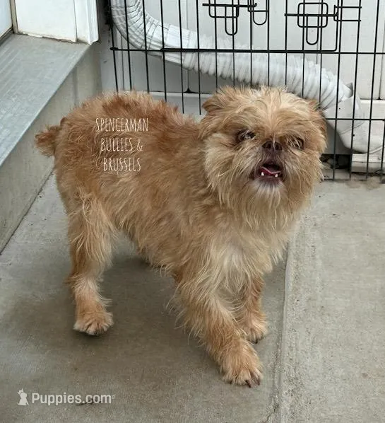 Pebbled – Brussels Griffon puppy for sale in Bourbon, IN