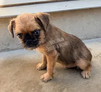 Earl the Merle , a male Brussels Griffon for sale in Bourbon, IN – 6 of 9