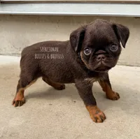 CHOCOLATE CHIP, a male Brussels Griffon for sale in Bourbon, IN – 4 of 6