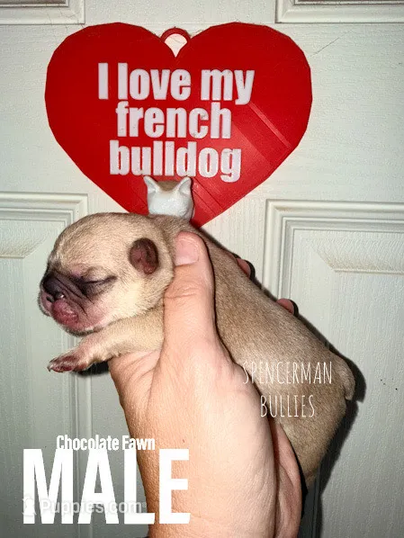 Chocolate Fawn – French Bulldog puppy for sale in Bourbon, IN