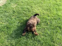 Copper, a female Brussels Griffon for sale in Bourbon, IN – 7 of 7