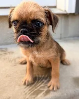 Earl the Merle , a male Brussels Griffon for sale in Bourbon, IN – 2 of 9