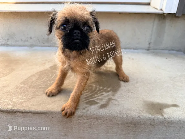 Red – Brussels Griffon puppy for sale in Bourbon, IN