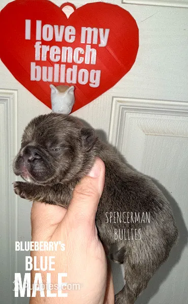 BLUE – French Bulldog puppy for sale in Bourbon, IN