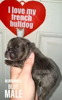 BLUE, a male French Bulldog for sale in Bourbon, IN – 1 of 4