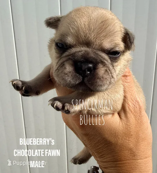 Chocolate Fawn – French Bulldog puppy for sale in Bourbon, IN