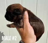 Make #2, a male Brussels Griffon for sale in Bourbon, IN – 3 of 5