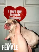 Chocolate Fawn, a female French Bulldog for sale in Bourbon, IN – 1 of 4