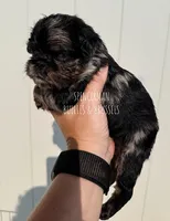 Black and tan Merle, a female Brussels Griffon for sale in Bourbon, IN – 5 of 6